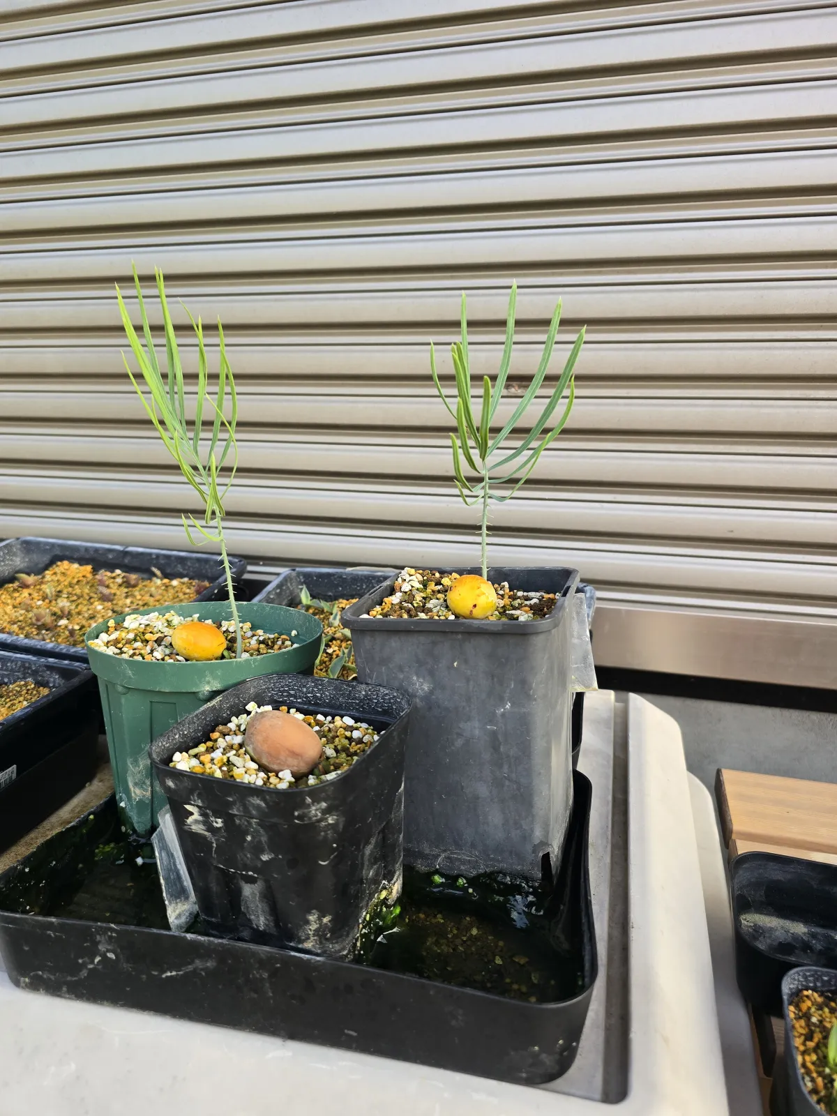 Cycas cairnsiana (サイカス カイルンシアナ)