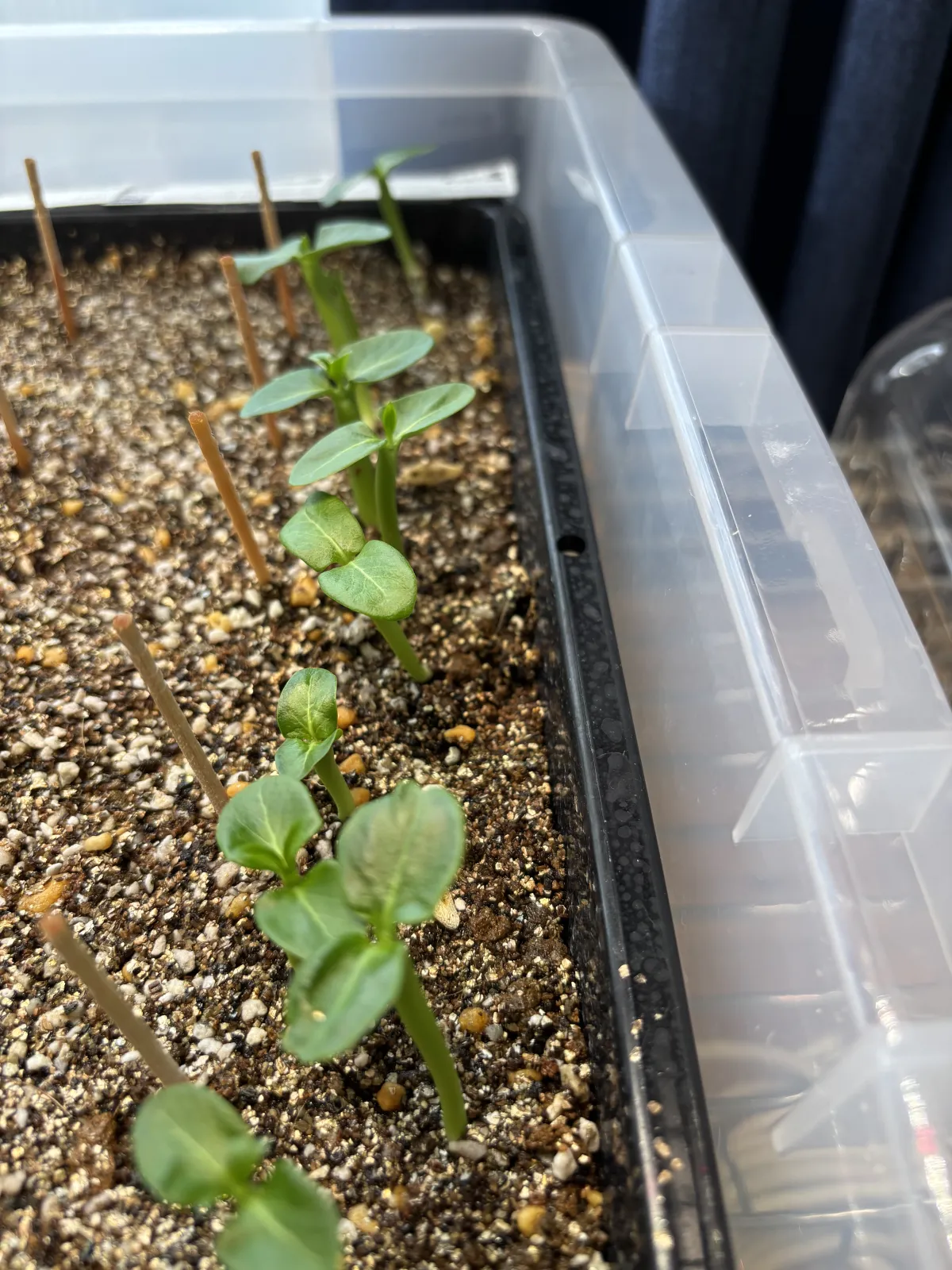 Pachypodium lamerei var. ramosum (パキポディウム ラモサム)