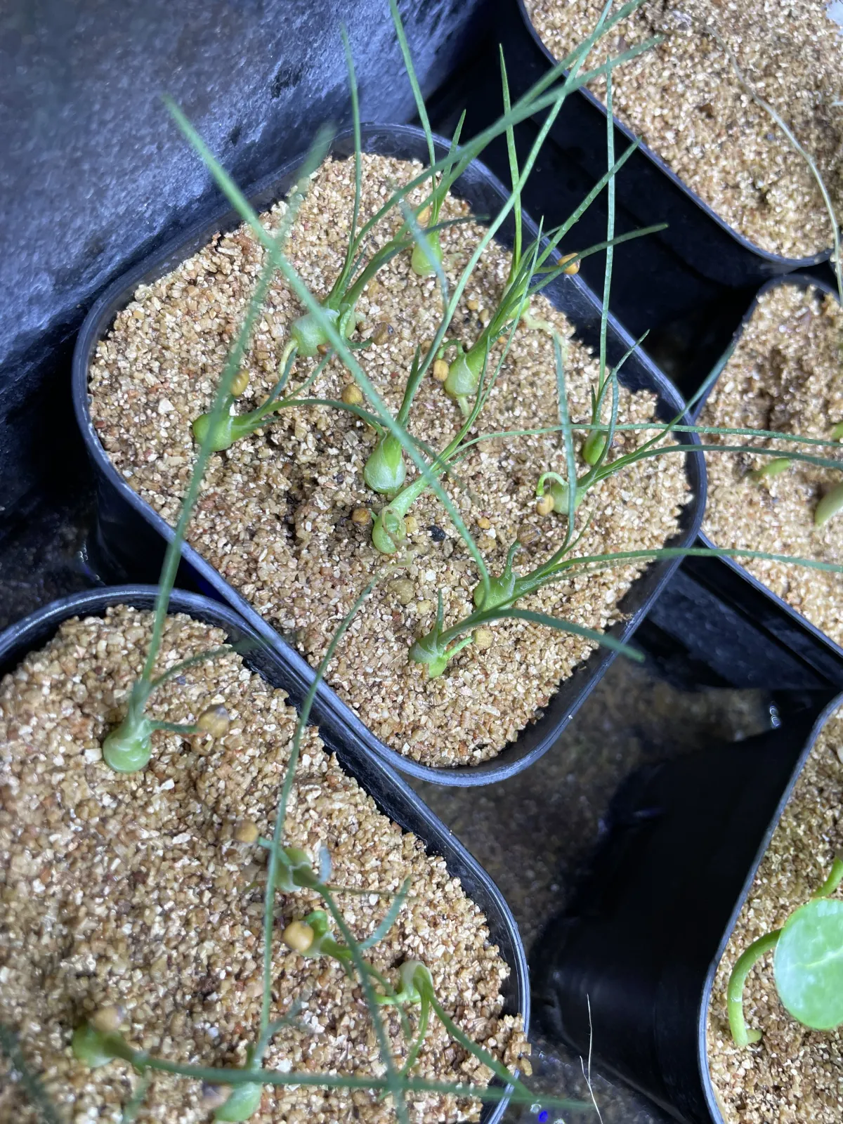 Beaucarnea gracilis (ボーカルネア グラキリス)