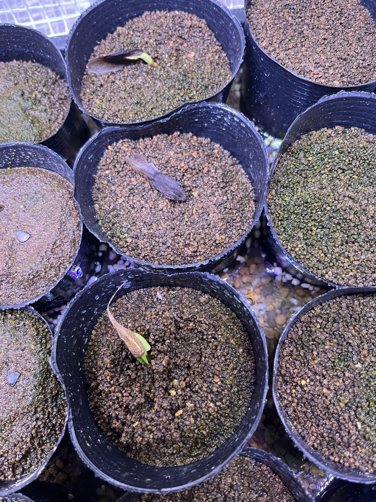 Plumeria alba (プルメリア アルバ)