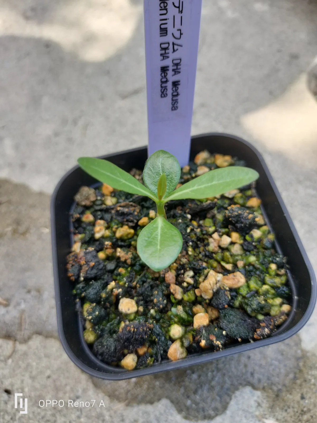 Adenium DHA Medusa (アデニウム DHA Medusa)