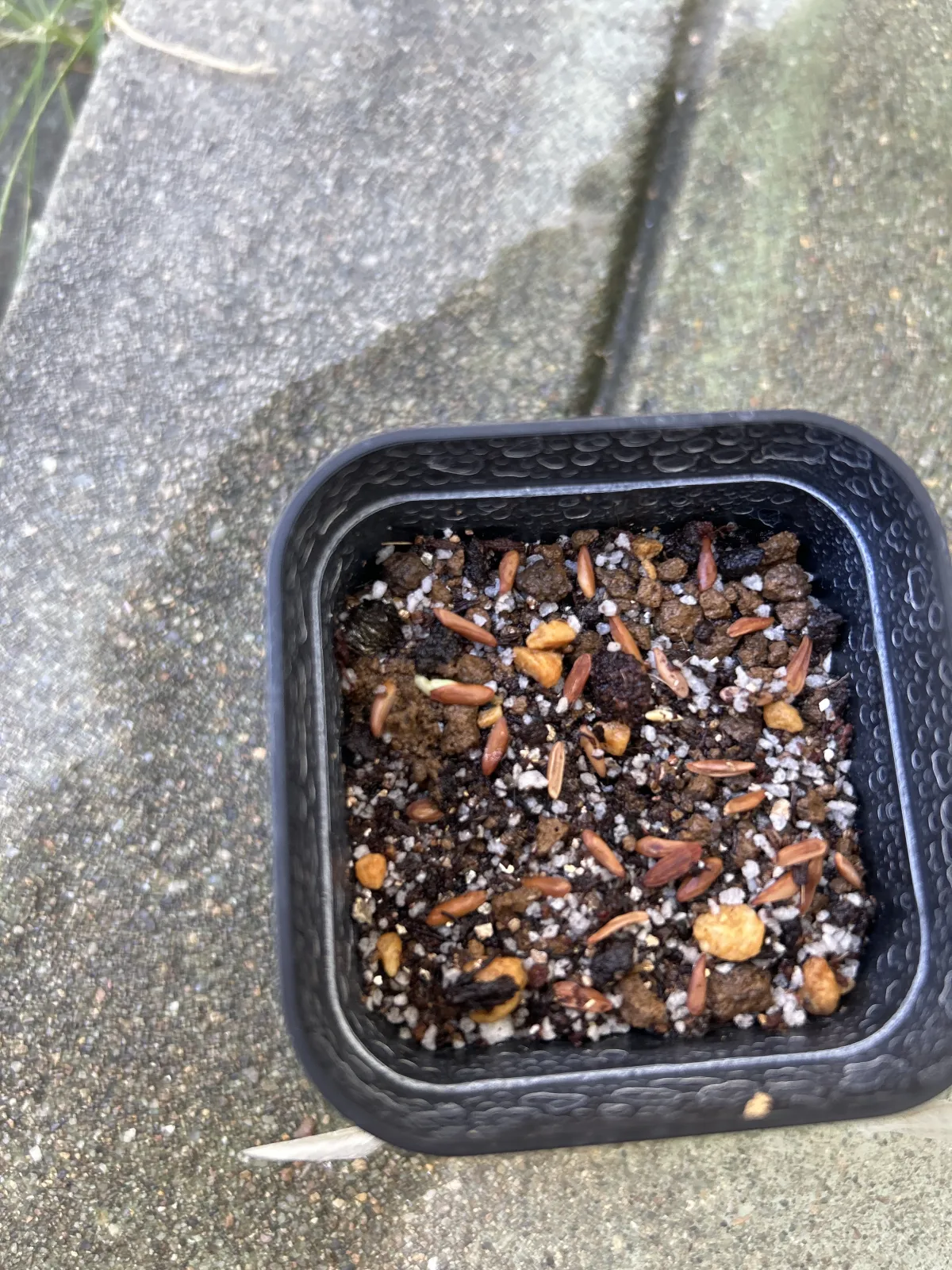 [無料種子] 発芽難 パキポディウム グラキリス　 Pachypodium rosulatum var. gracilius