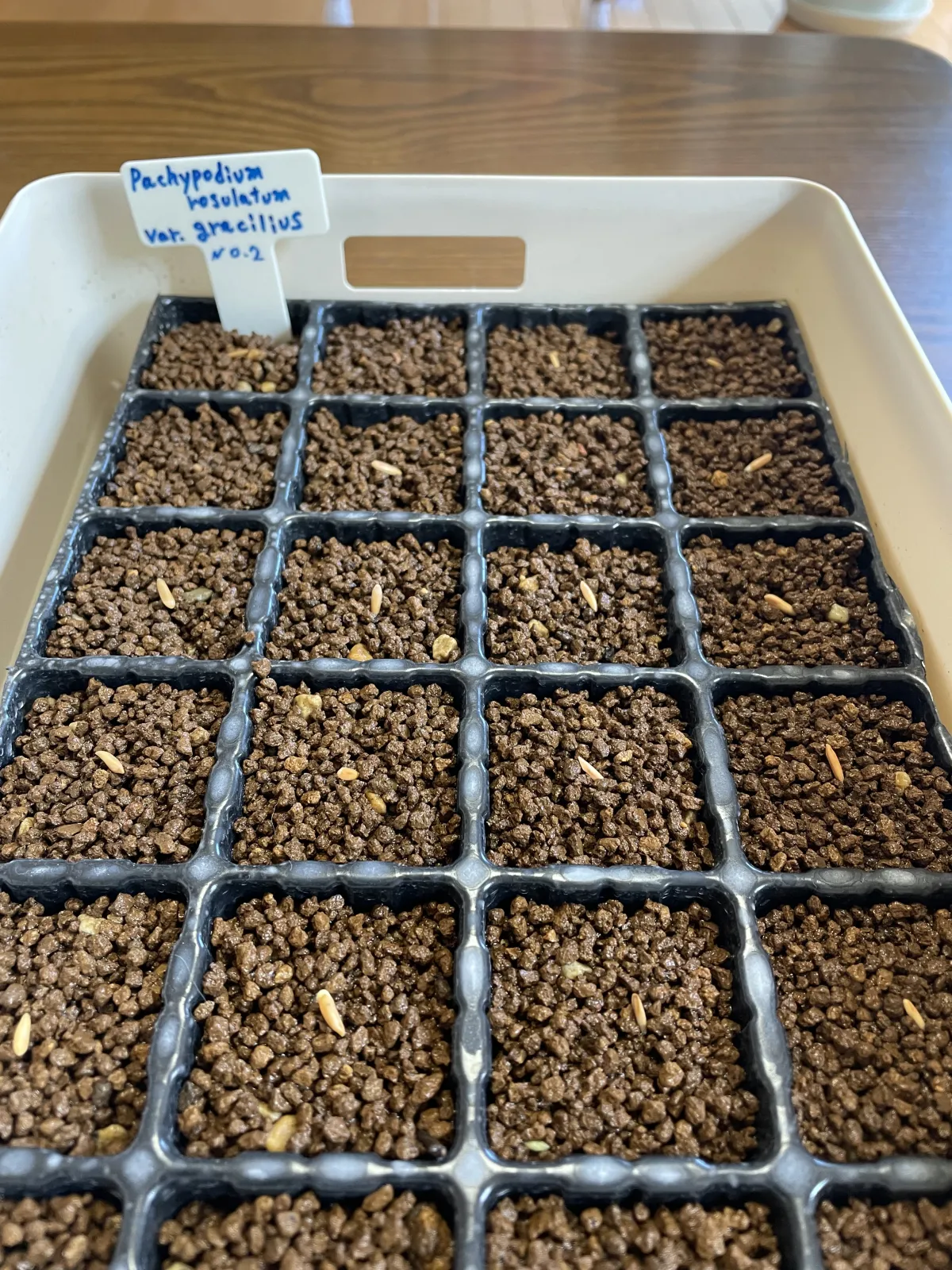 Pachypodium rosulatum var. gracilius (パキポディウム グラキリス)