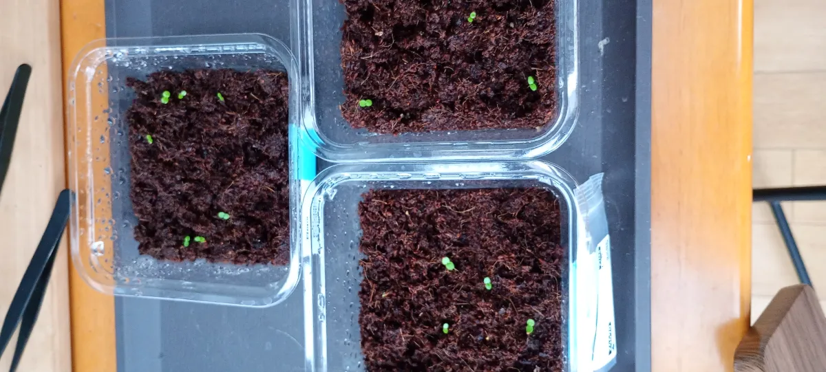 Ficus racemosa (フィカス ラケモーサ)