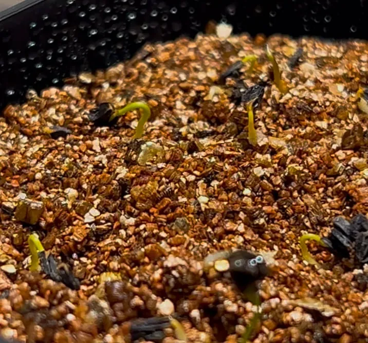 Aristolochia leuconeura (アリストロキア レウコネウラ)