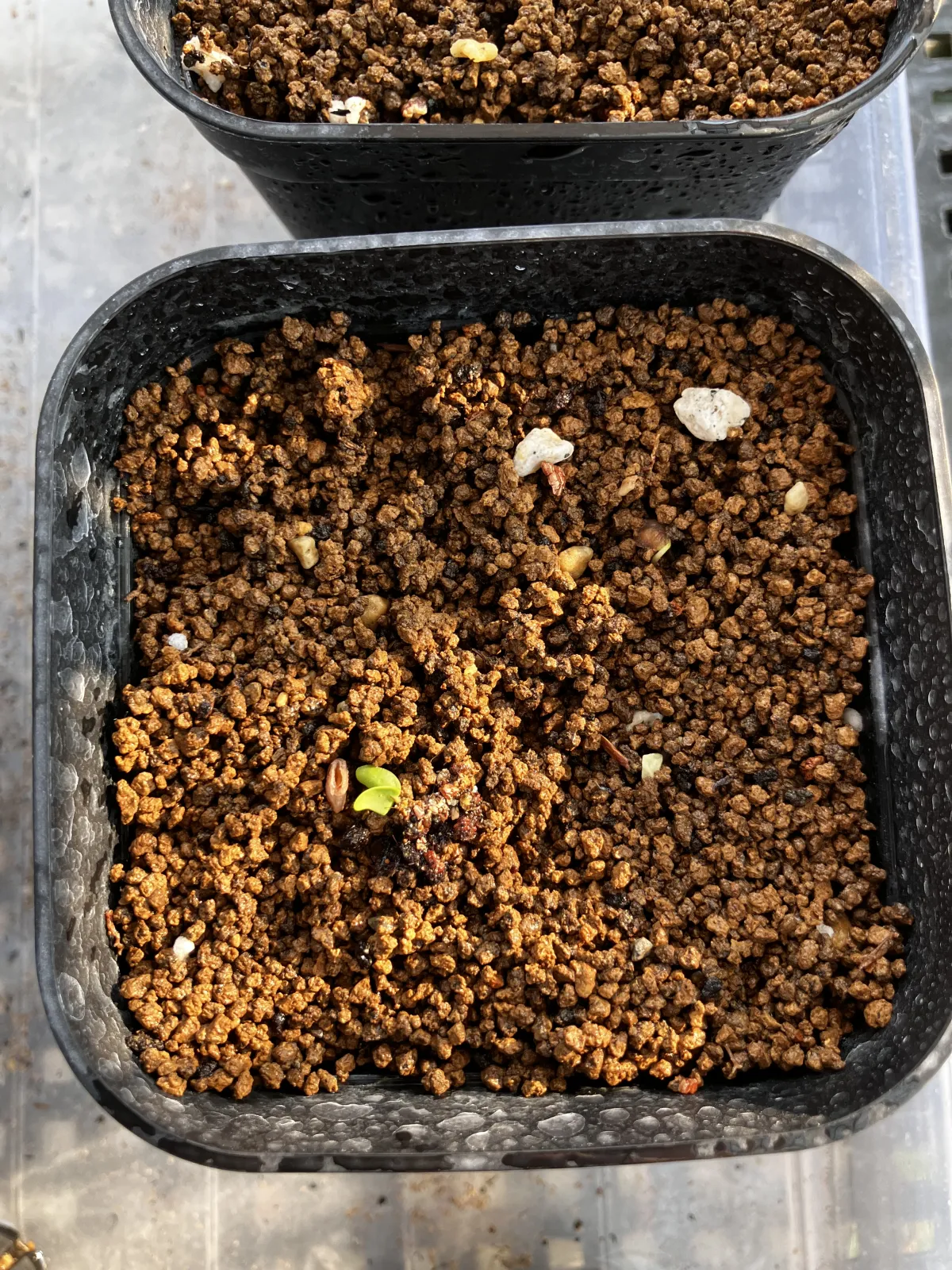 Pachycormus discolor var. veatchianus (パキコルムス ディスカラー ビーチアナス)