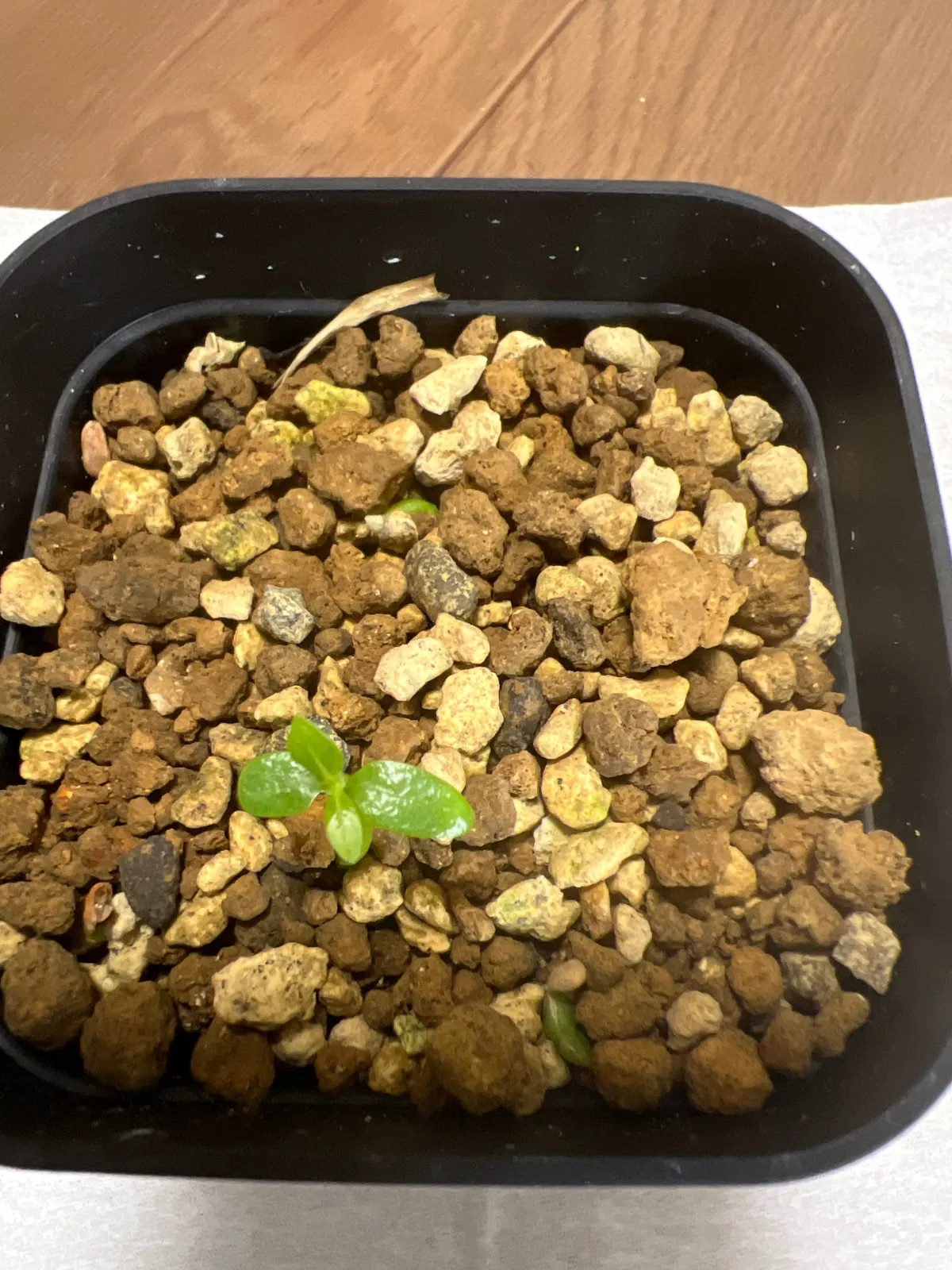 Pachypodium rosulatum var. inopinatum (パキポディウム イノピナツム)