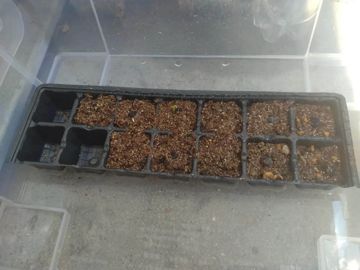 Yucca periculosa (ユッカ ペリクローサ)