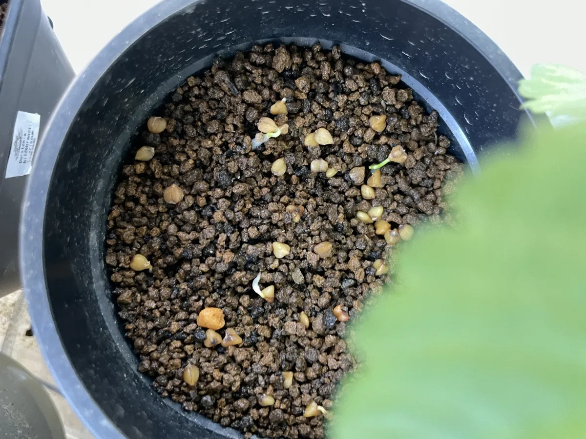 Dasylirion durangense (ダシリリオン ドランゲンセ)