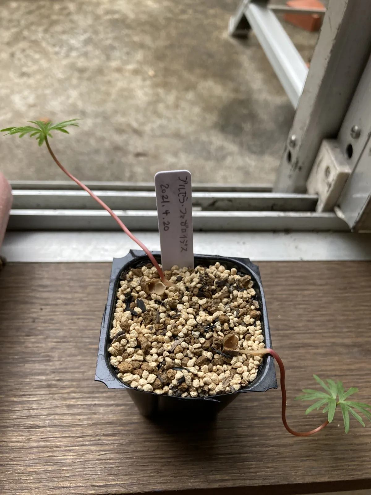 Bursera fagaroides (ブルセラ ファガロイデス)