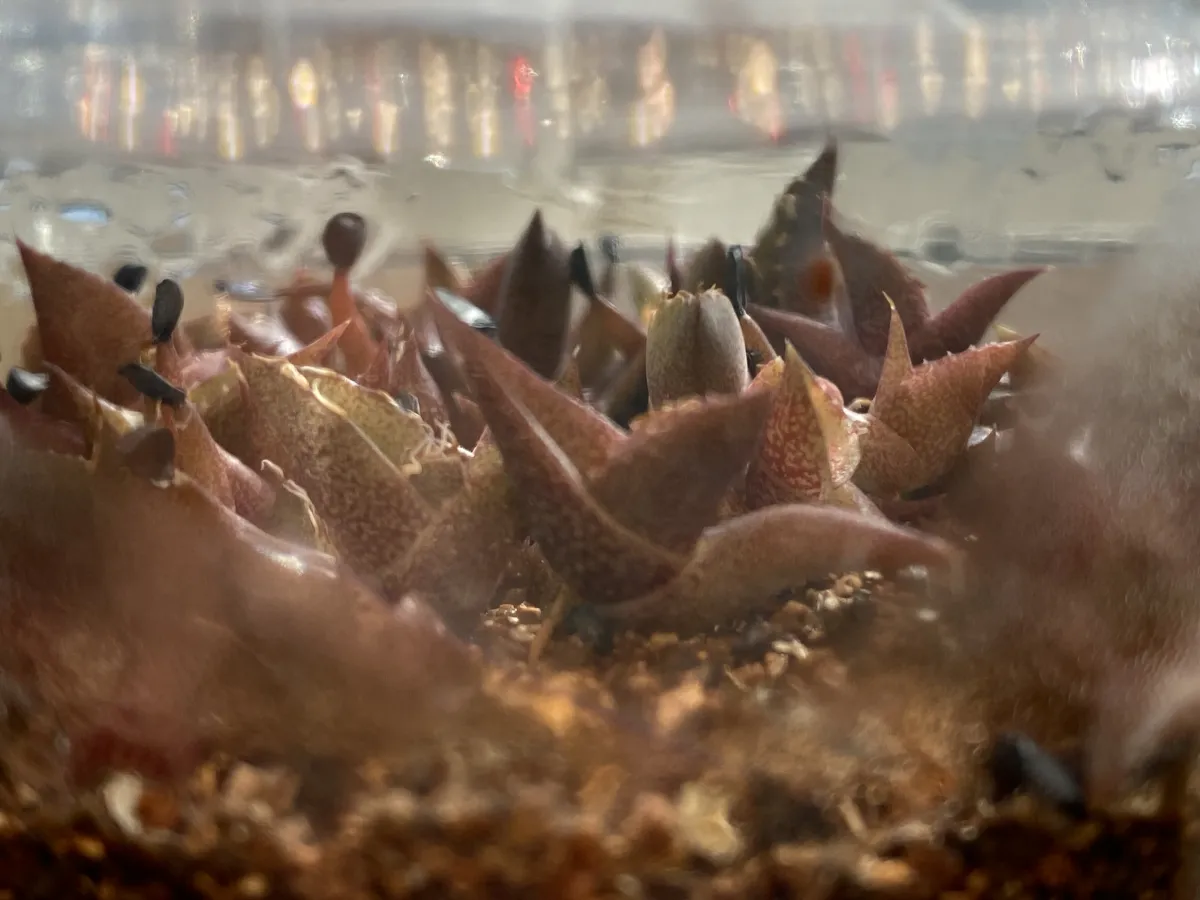 Agave oteroi (アガベ オテロイ)