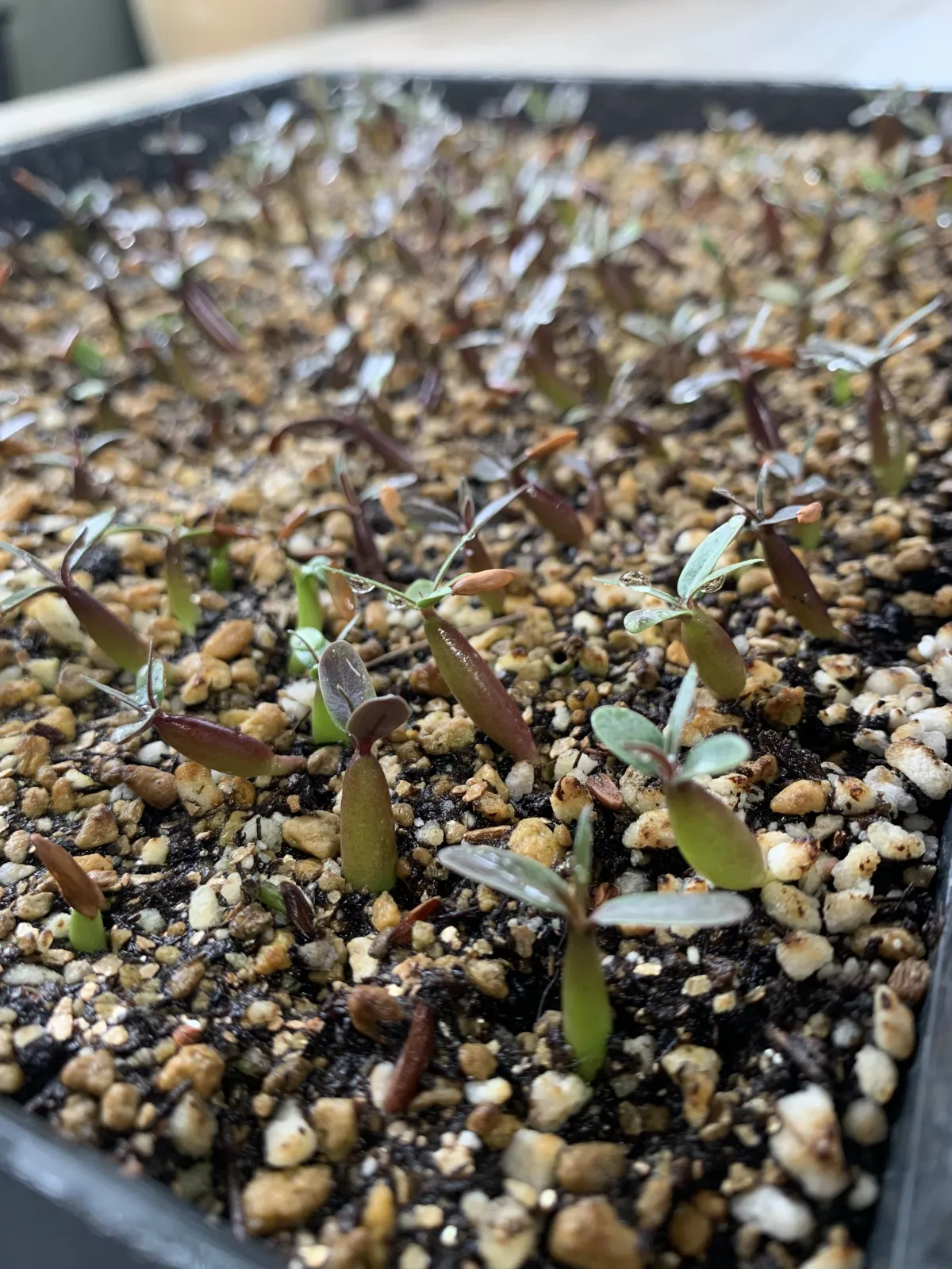 Pachypodium rosulatum var. gracilius (パキポディウム グラキリス)