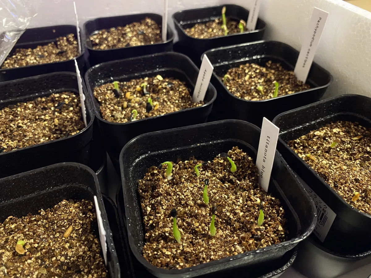 Agave titanota 'Blue' (アガベ チタノタブルー)