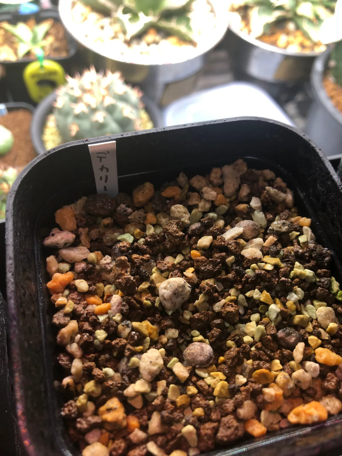 Operculicarya decaryi (オペルクリカリア デカリー)