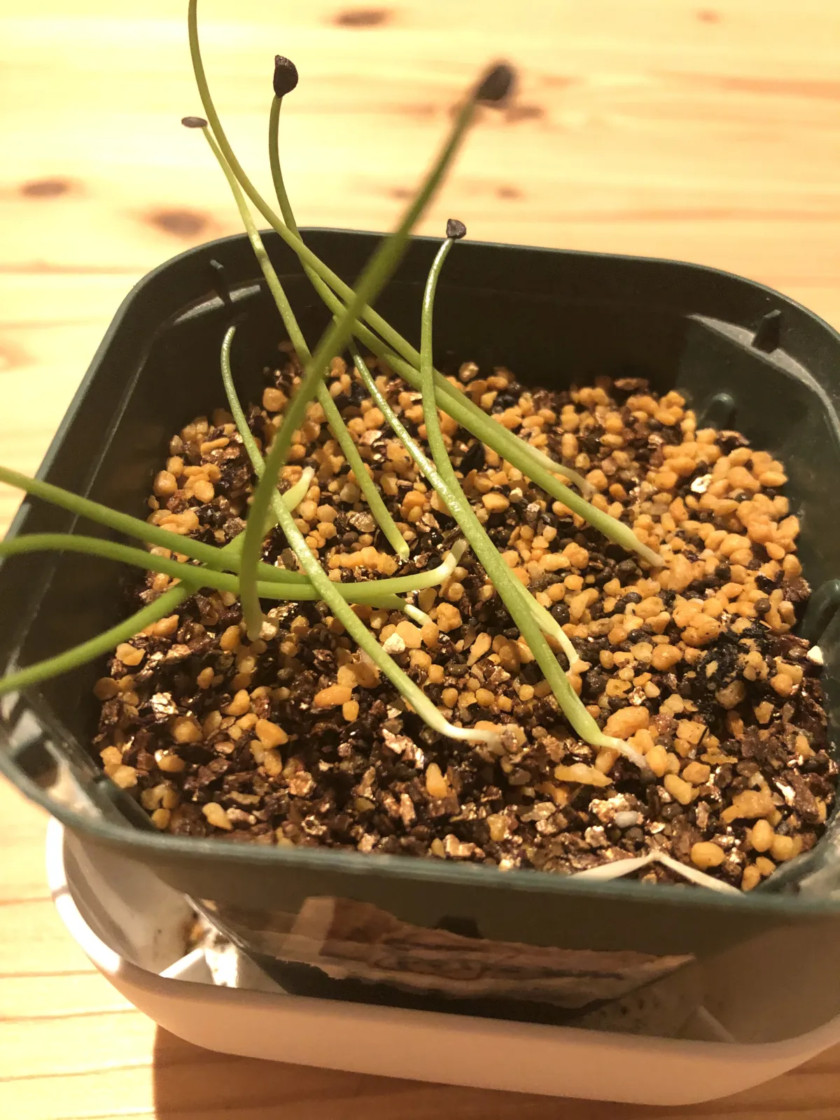 Agave potreriana (アガベ ポトレリアナ)