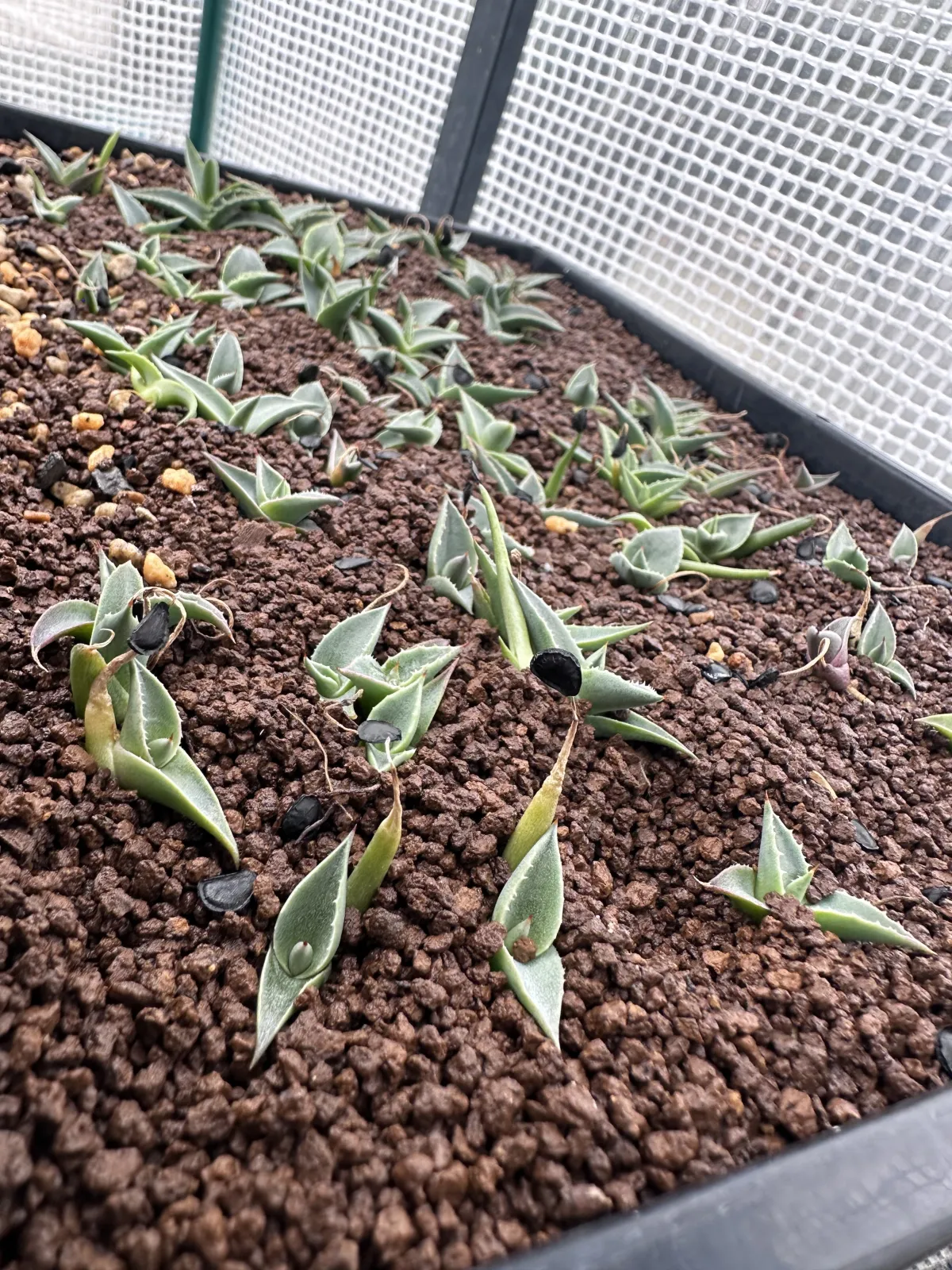 Agave parryi subsp. neomexicana (アガベ ネオメキシカーナ)