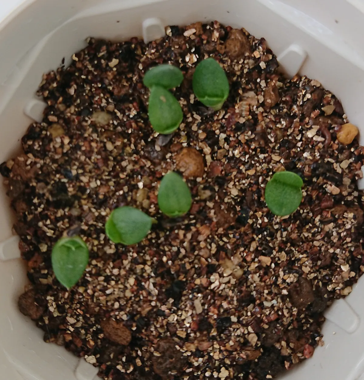 Aloe broomii (アロエ ブルーミー)