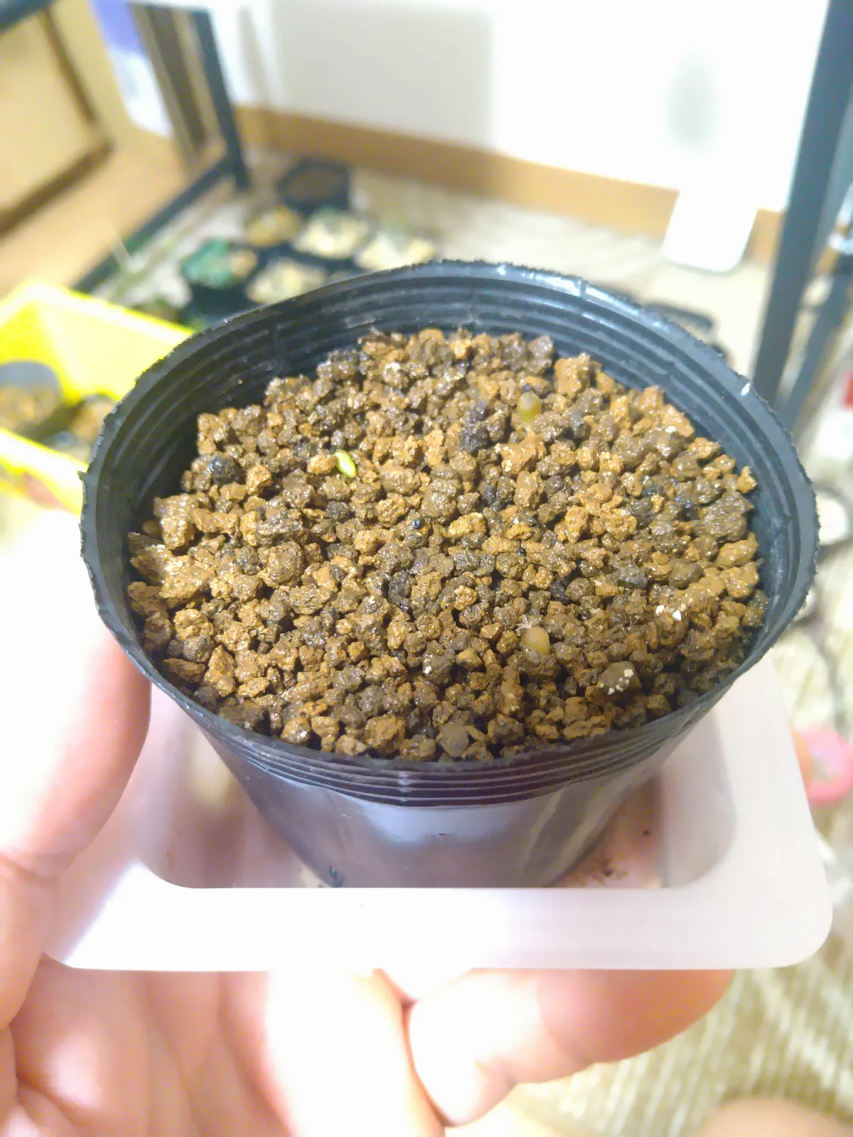 Ariocarpus kotschoubeyanus var. macdowellii (アリオカルプス マクドウェリイ)