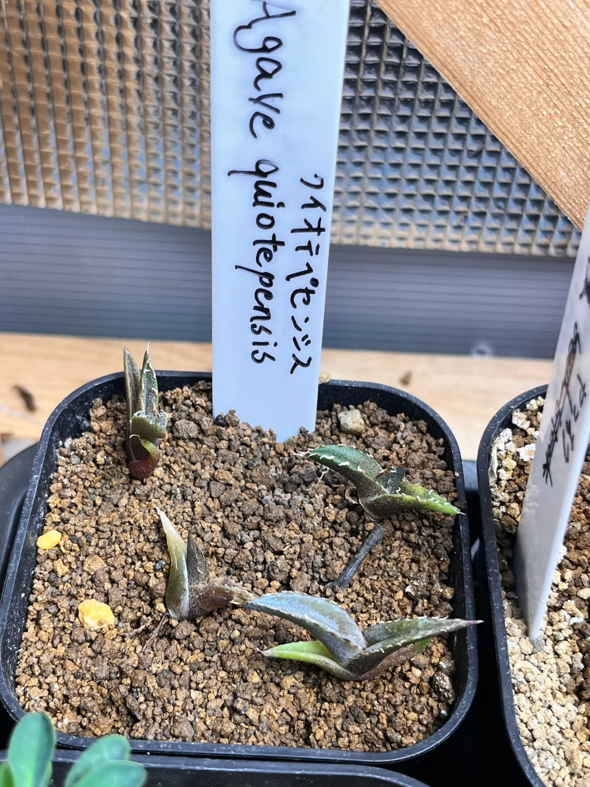 Agave quiotepecensis (アガベ クイオテペセンシス)