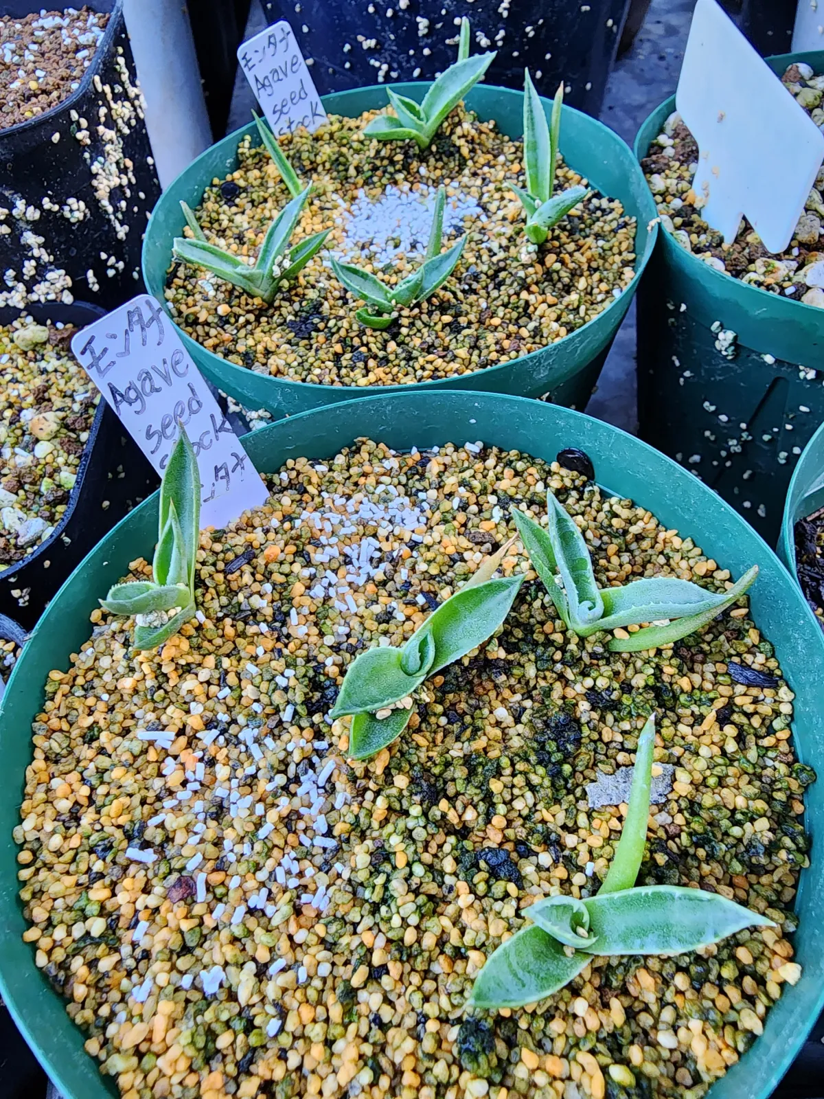 Agave montana (アガベ モンタナ)