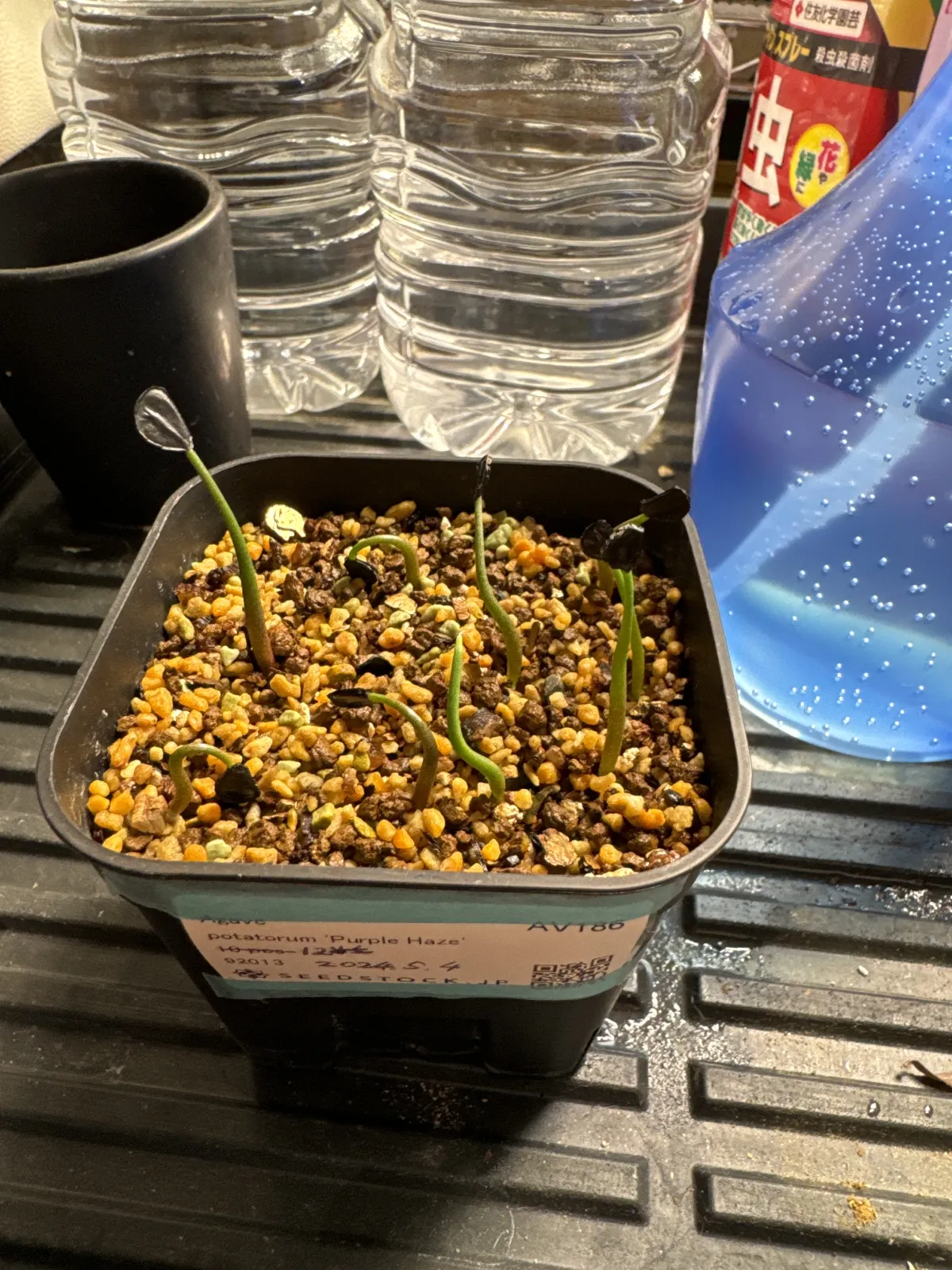 Agave potatorum Purple Haze (アガベ パープルヘイズ)