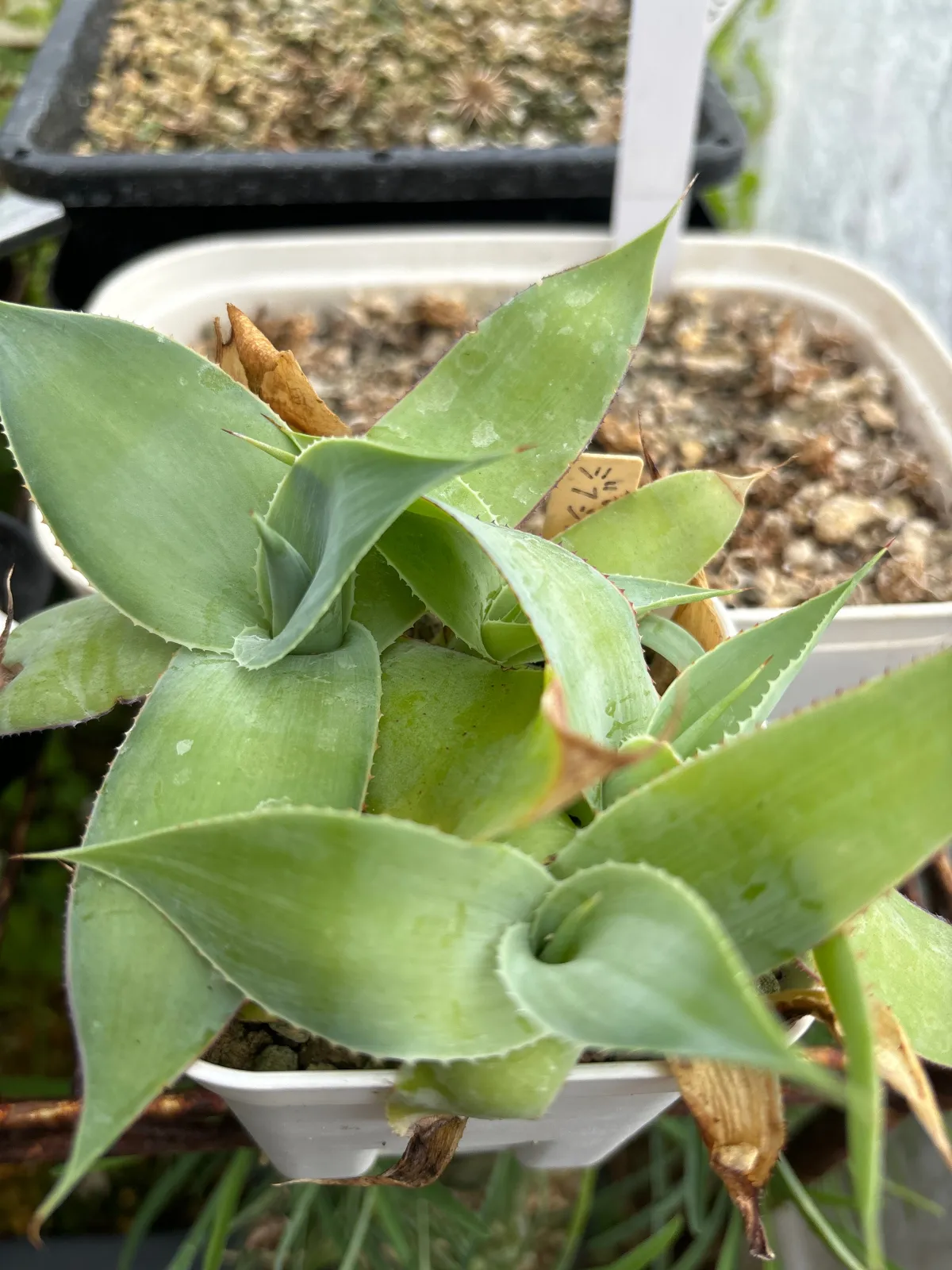 Agave gypsicola (アガベ ジブシコーラ)