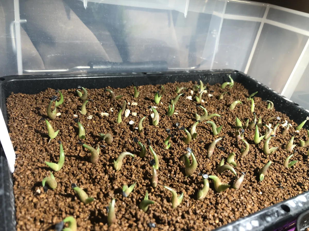 Agave oteroi (アガベ オテロイ)