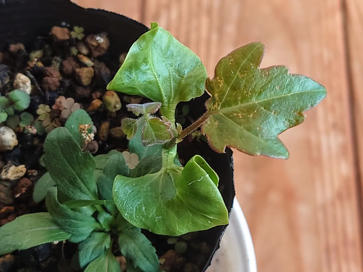 Cyphostemma laza var. parvifolia parvifolia (キフォステンマ パルビフォリア)