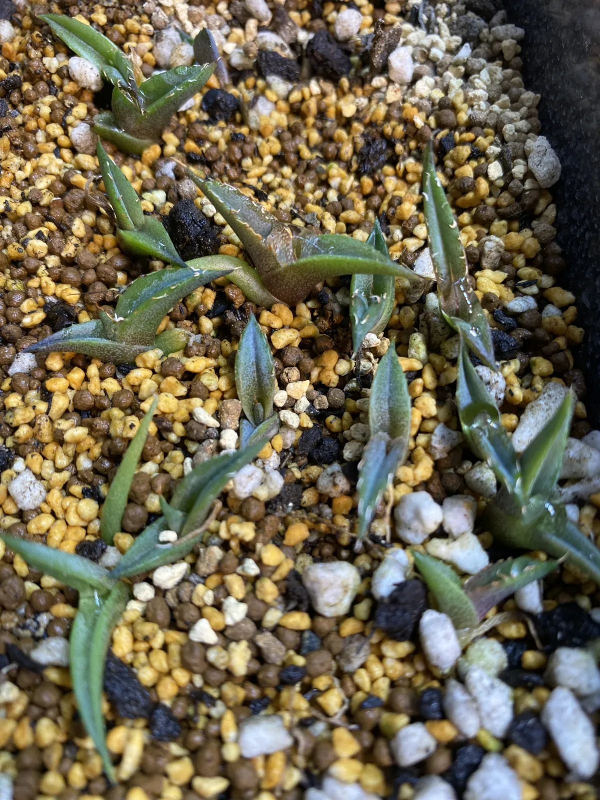 Agave horrida ssp. horrida (アガベ ホリダ)