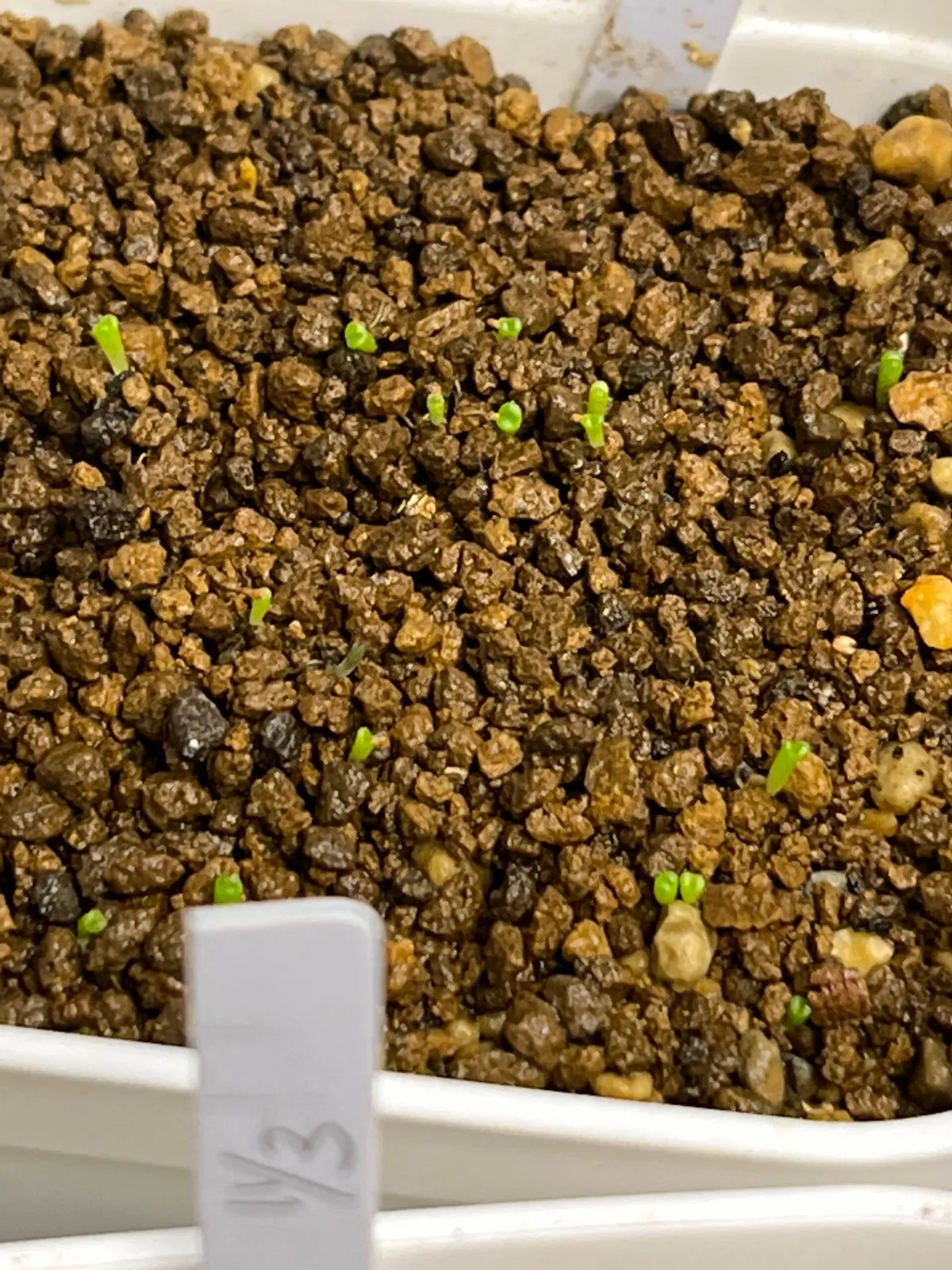 Lithops optica Rubra (リトープス 紅大内玉)