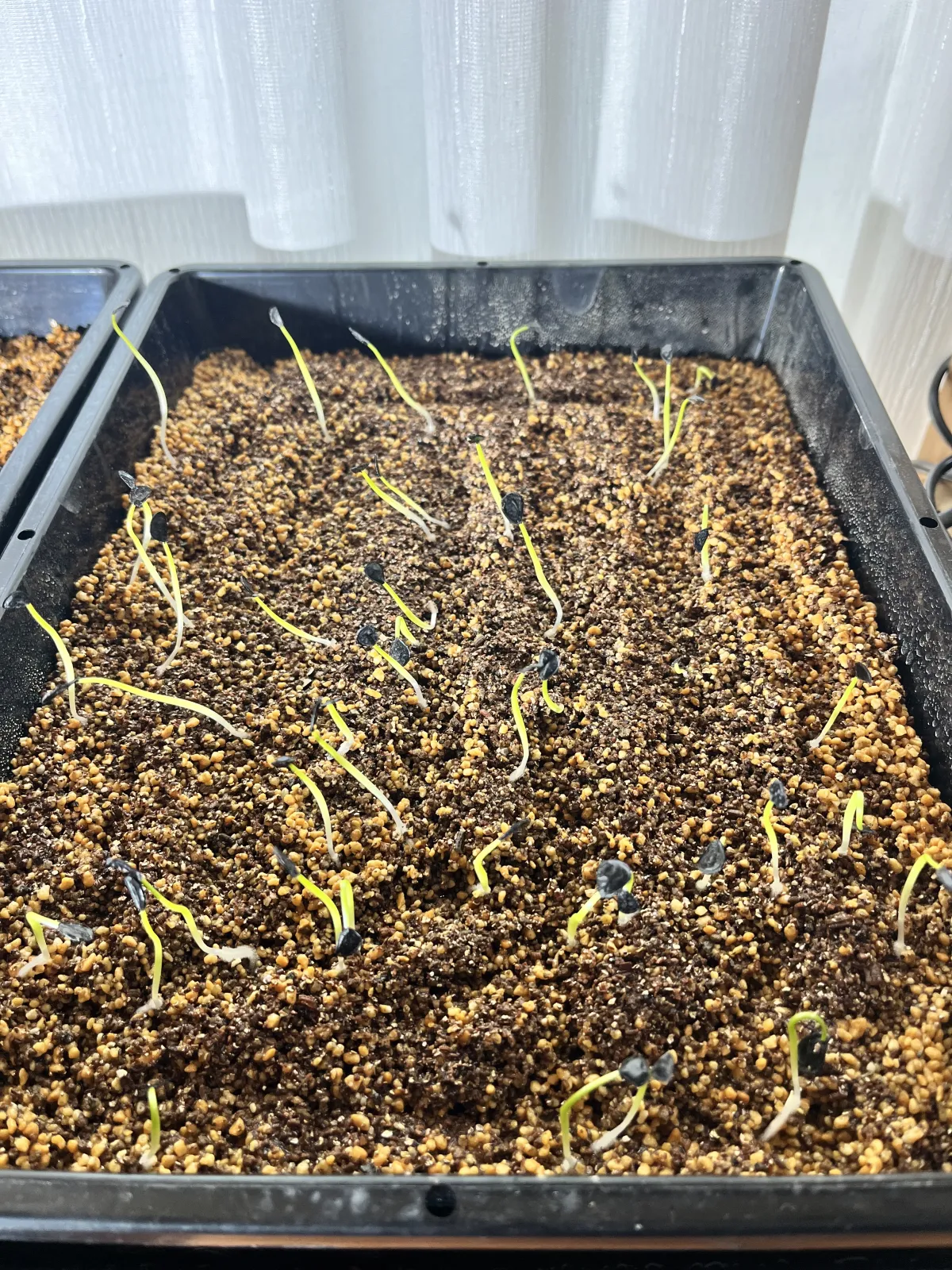 Agave montana (アガベ モンタナ)