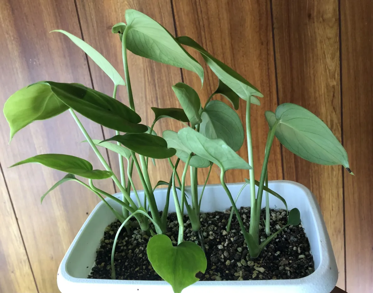 Monstera deliciosa Tauerii (モンステラ タウエリー)
