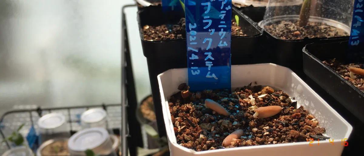 Adenium arabicum Black Stem (アデニウム アラビカム ブラックステム)