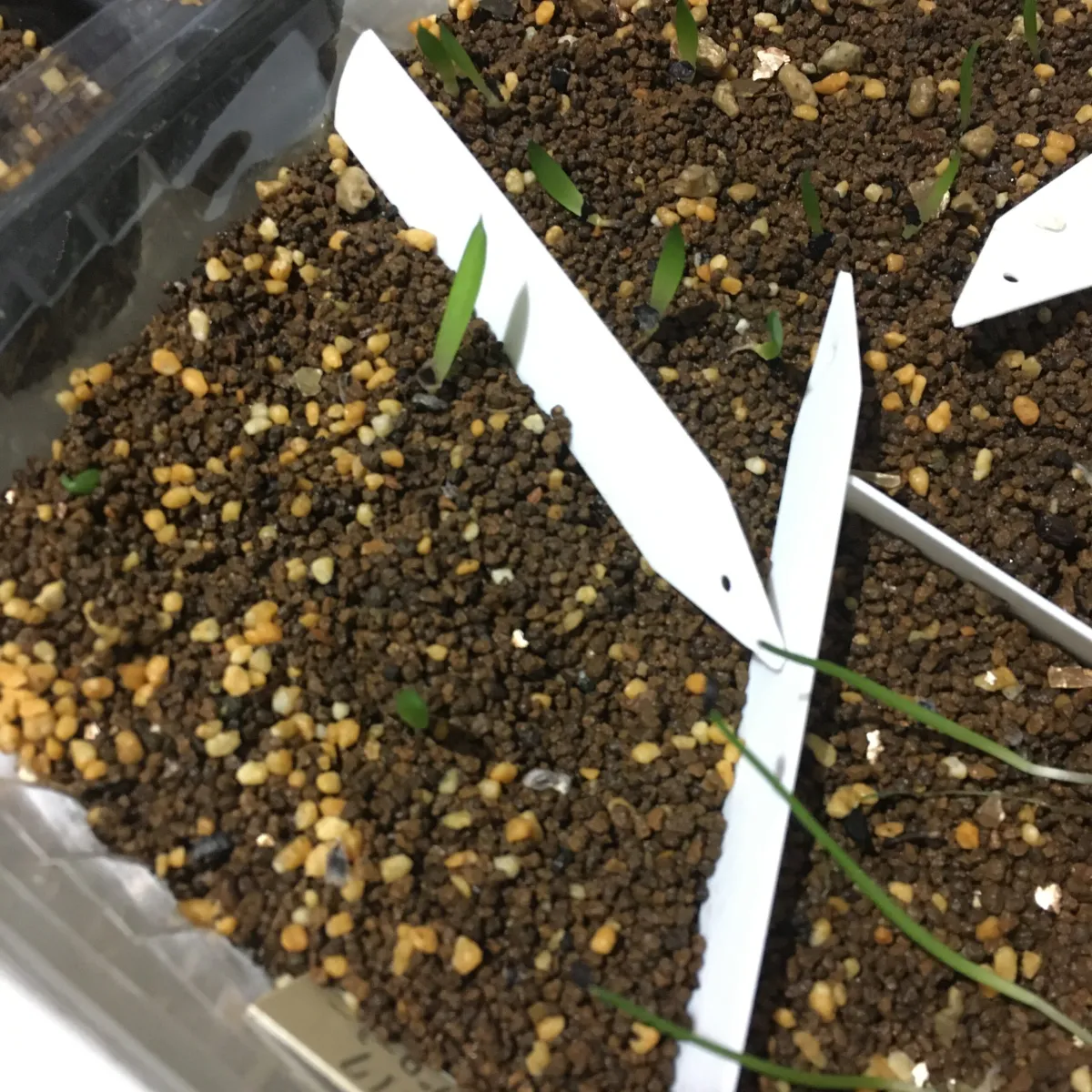 Aloe broomii (アロエ ブルーミー)