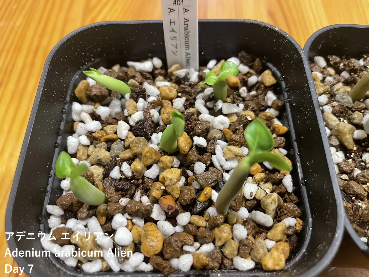 Adenium arabicum (アデニウム エイリアン)