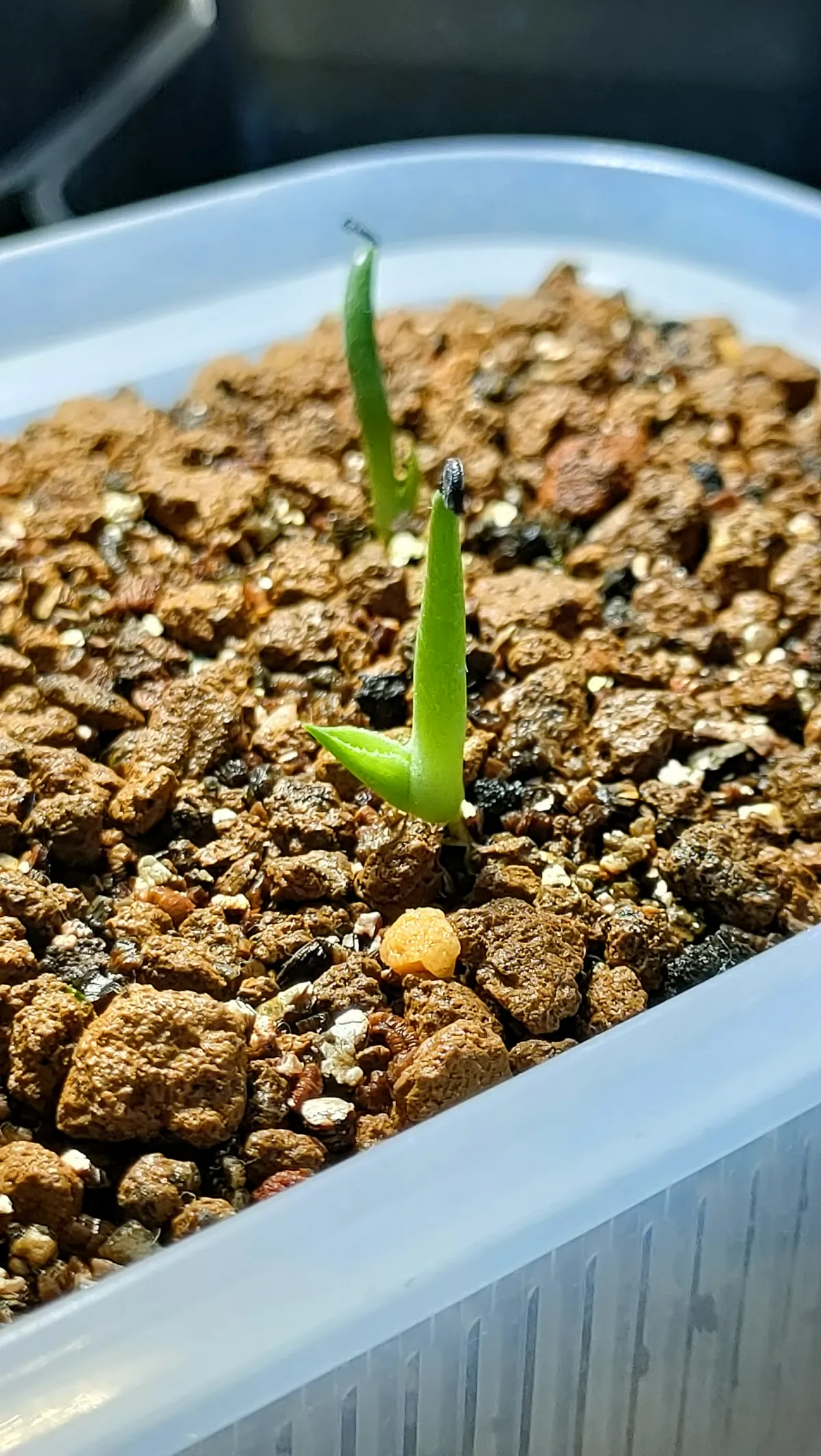 Agave filifera var. compacta (アガベ フィリフェラコンパクタ)