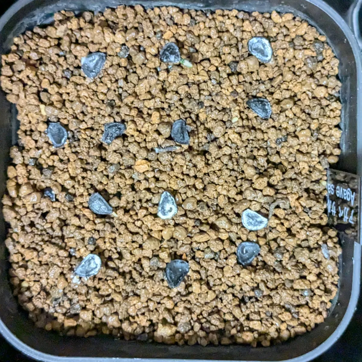 Agave salmiana x Agave mapisaga (アガベ サルミアナxマピサガ)