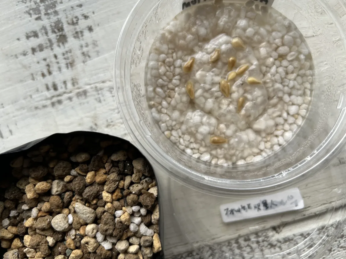 Fockea edulis (フォッケア 火星人)