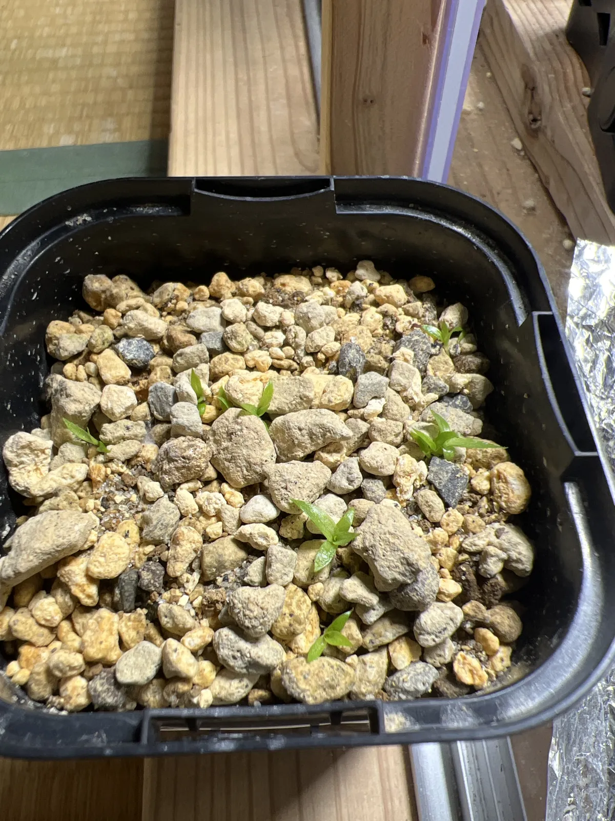 Puya mirabilis (プヤ ミラビリス)