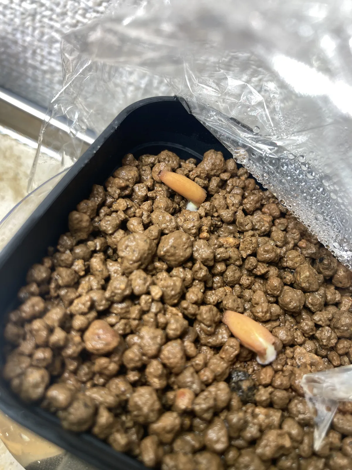 Adenium obesum Black Branches (アデニウムブラックブランチ DHA ブラックブランチ)