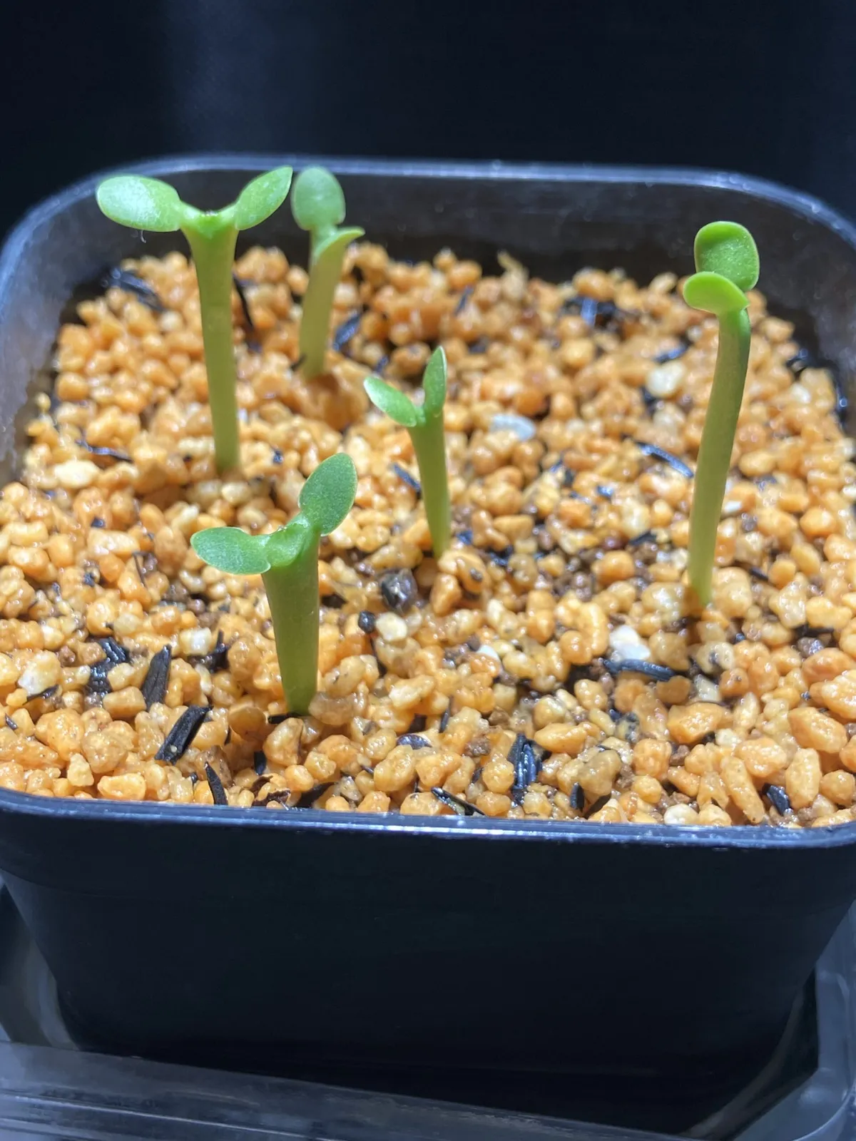 Euphorbia graniticola (ユーフォルビア グラニティコラ)