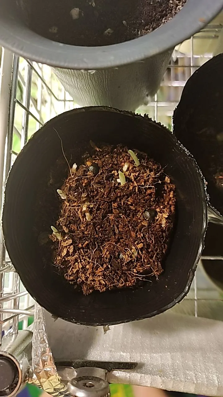 Strelitzia reginae (ストレリチア レジーナ)