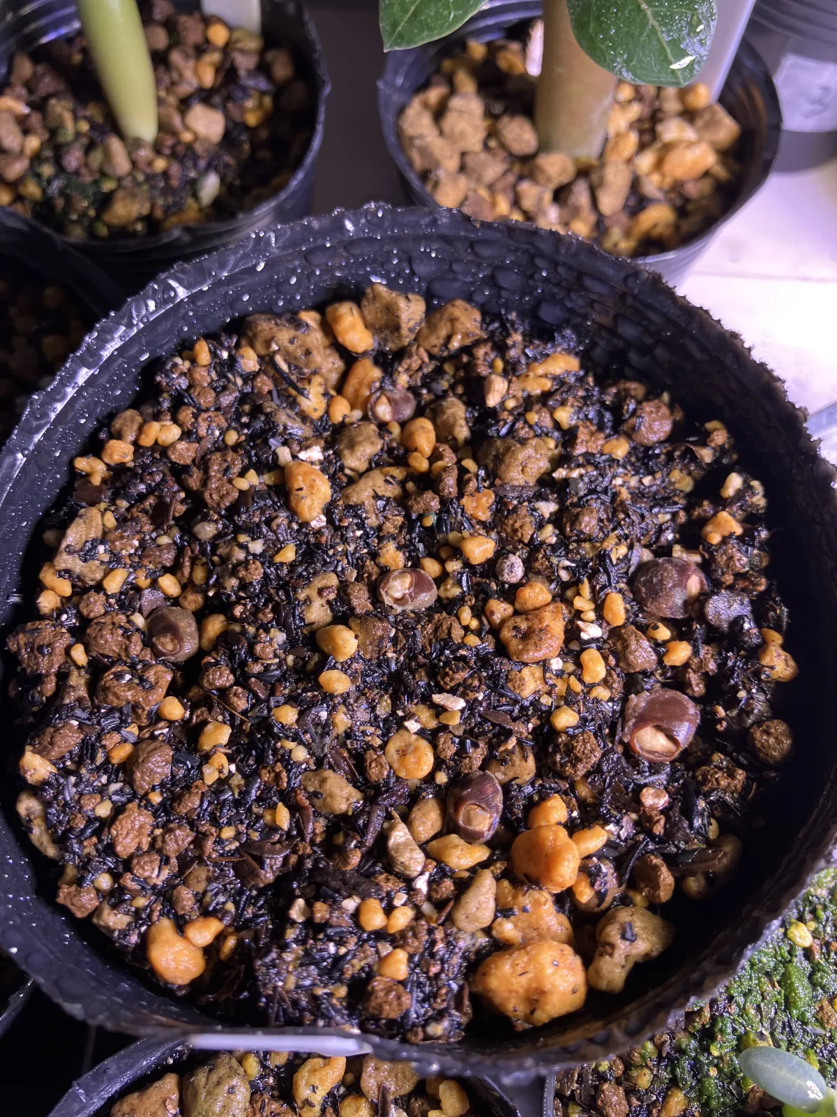 Operculicarya decaryi (オペルクリカリア デカリー)