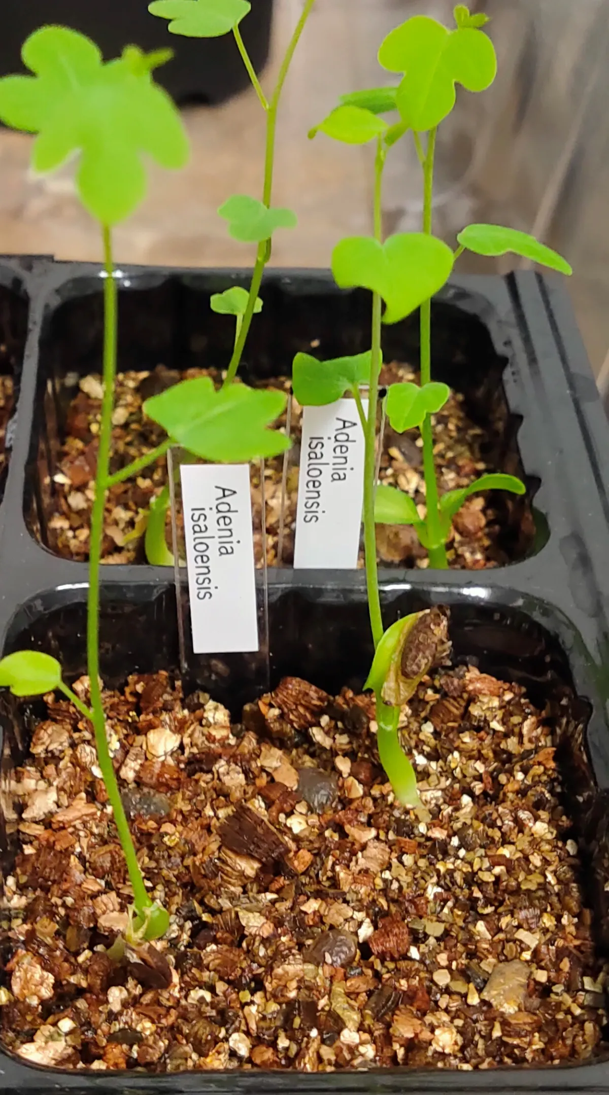 Adenia isaloensis (アデニア イサロエンシス)