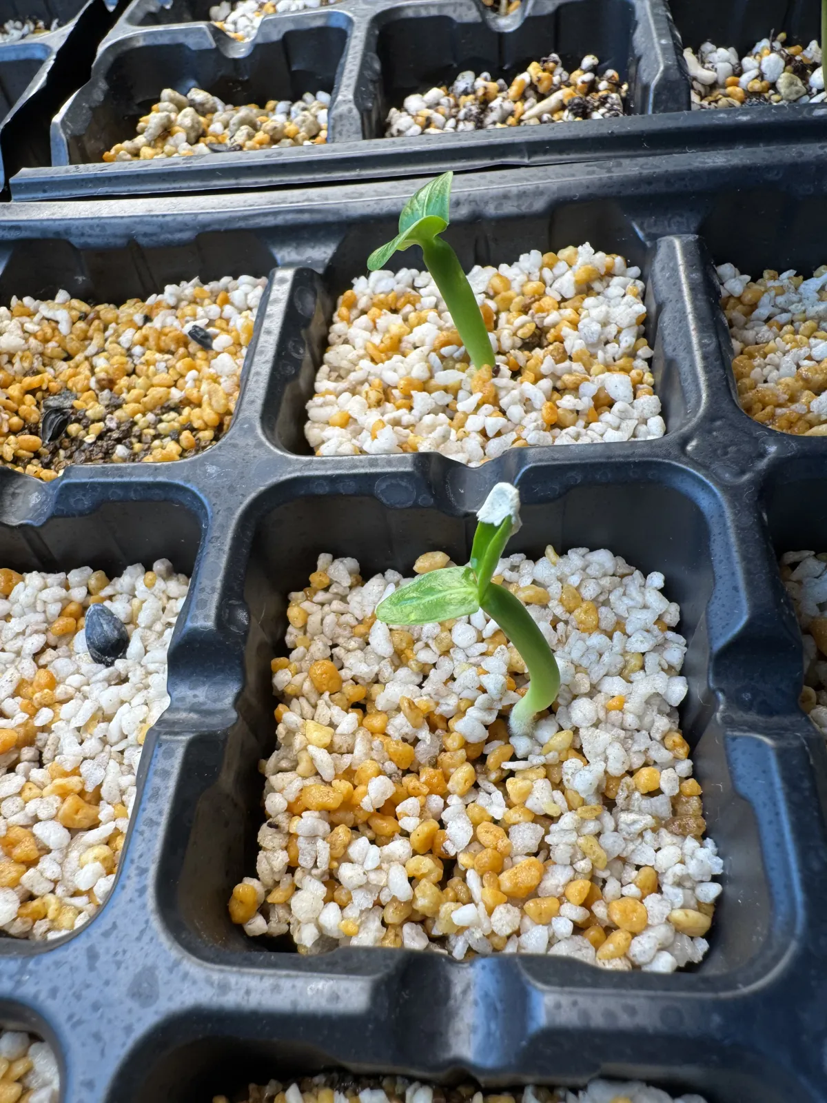 Pachypodium lamerei (パキポディウム ラメレイ 夢叶棒)