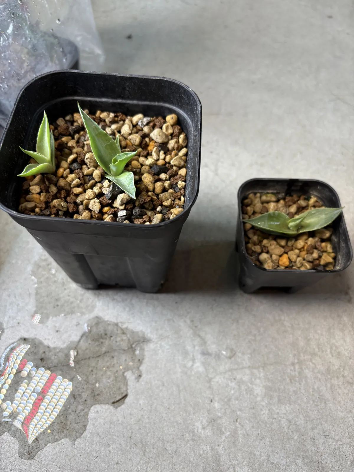 Agave ovatifolia 'Giant' (アガベ オバティフォリア ジャイアント)