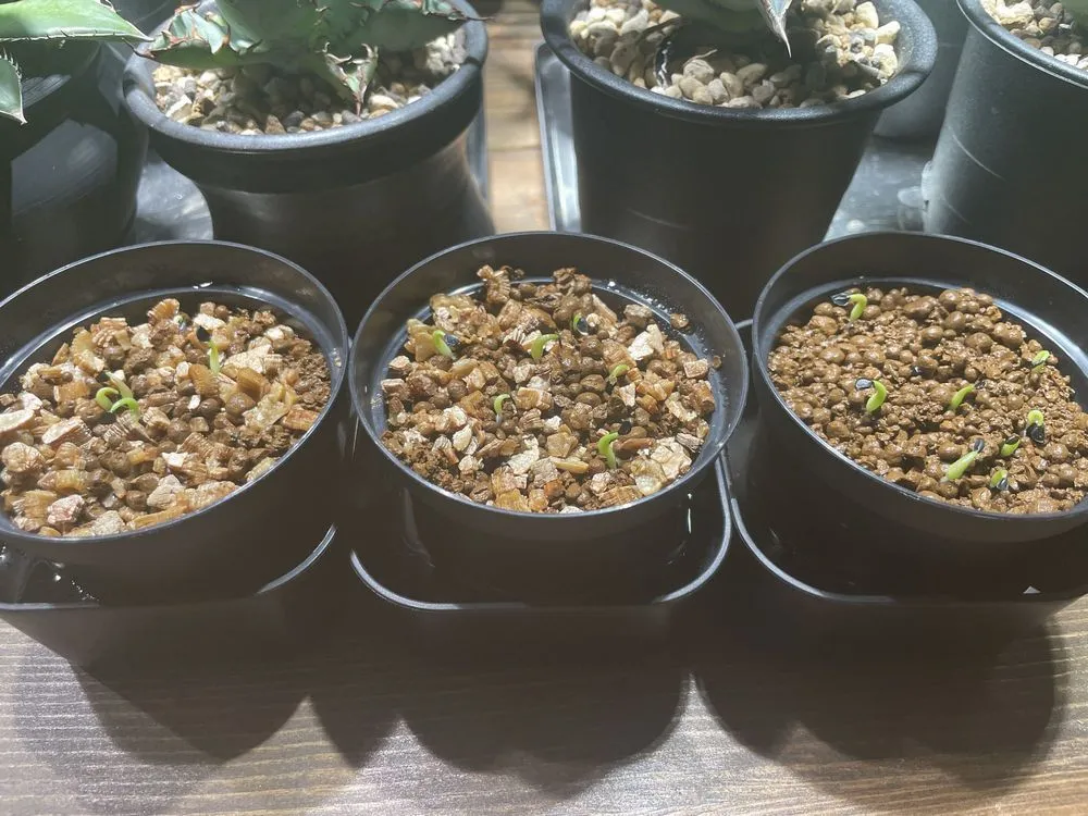 Agave oteroi (アガベ オテロイ)