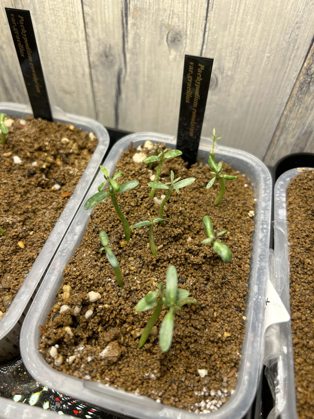 Pachypodium rosulatum var. gracilius (パキポディウム グラキリス)