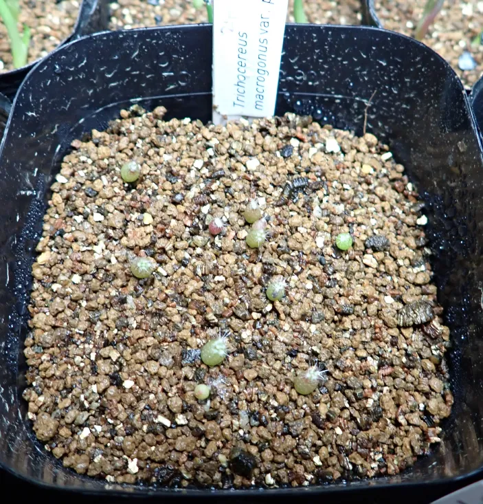 Trichocereus macrogonus var. pachanoi (トリコセレウス マクロゴナス パチャノイ)