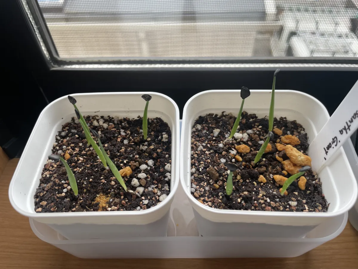 Agave chrysantha 'Giant' (アガベ クリサンサ ジャイアント)